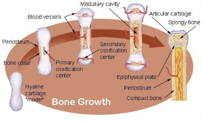 Growth and Development of Bones